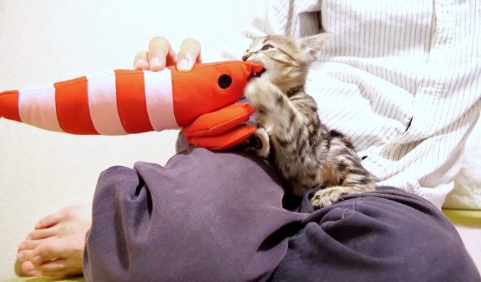 海老と遊ぶ子猫