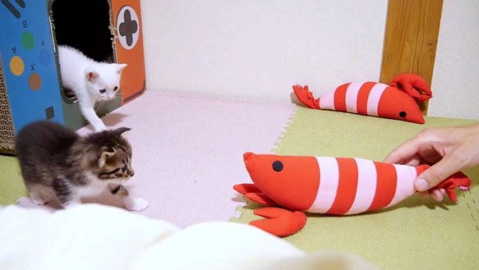 海老に驚く子猫達