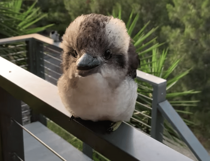 なにこのモコフワな可愛い子〜！！人間のように笑うんです。