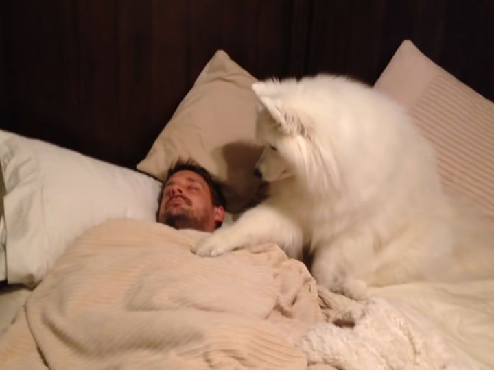飼い主の男性を起こそうとするサモエド