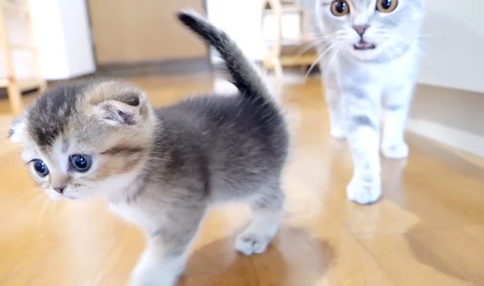 子猫と会話をする母猫