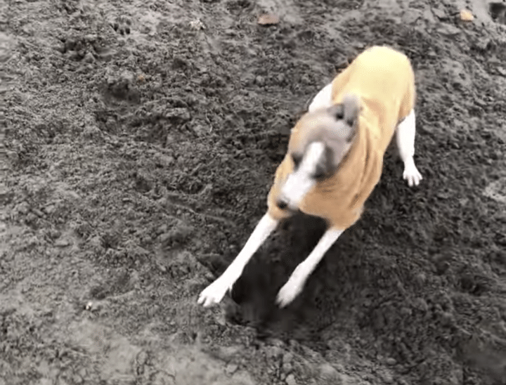 犬って本当にこれが好き！ はしゃぎすぎてクルクル♪