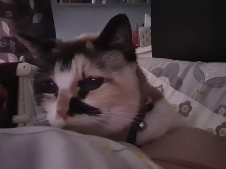 飼い主を申し訳なさそに起こす猫、心優しきソフトなアラーム