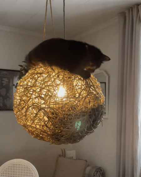 それはおもちゃじゃないよー！ ライトの中に、猫!?