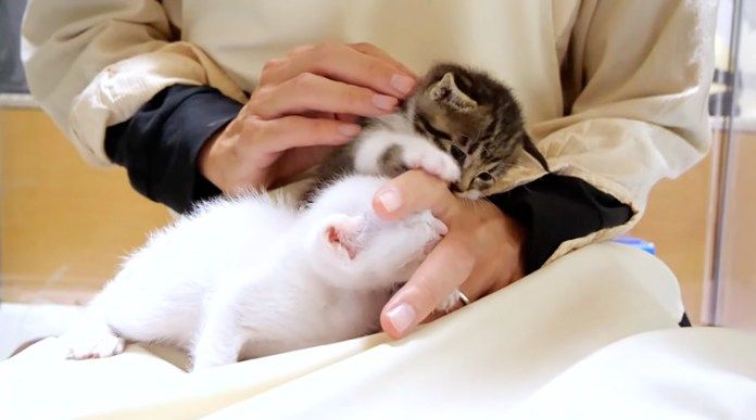 指を吸う子猫達