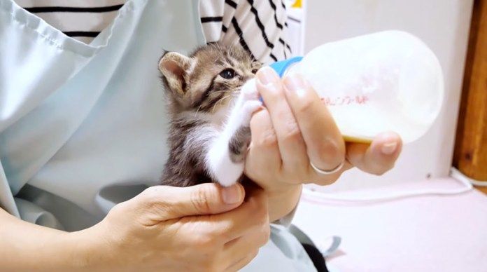 ミルクを飲む子猫