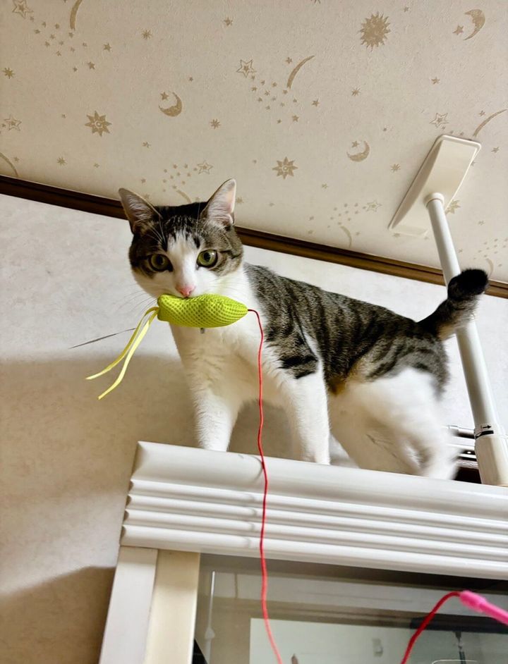 食欲旺盛な猫の琥珀くん