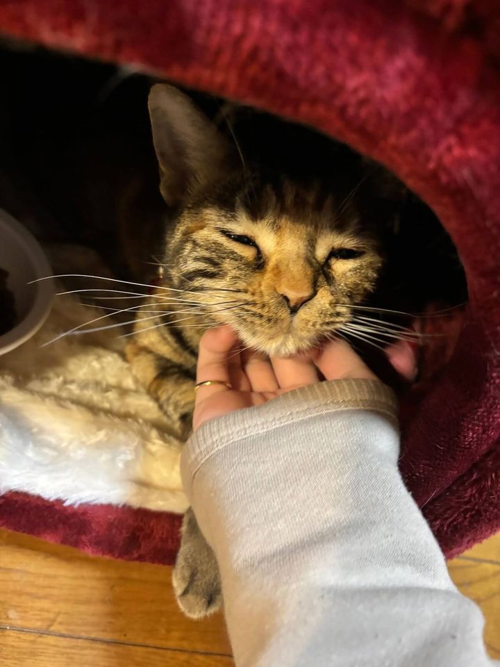 お気に入りのベッドで休憩する猫