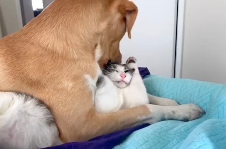 愛情の千本ノックを受ける猫、愛されすぎて変顔千面相に