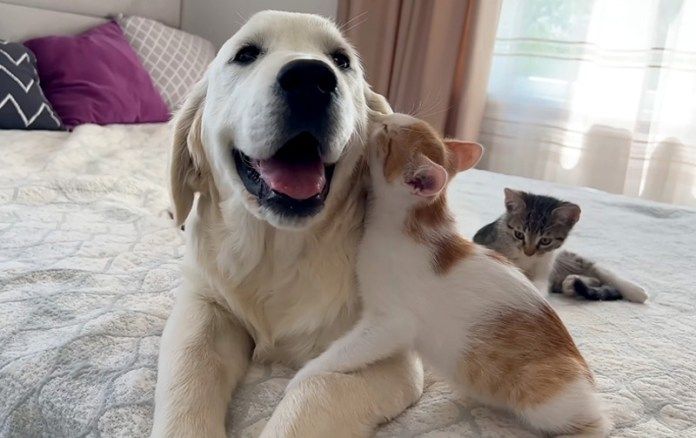 仲良しな子犬と子猫