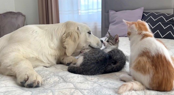 子犬と子猫