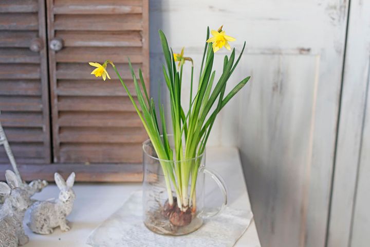 スイセンのアレンジ