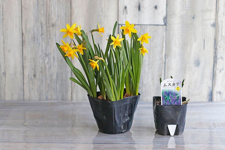 スイセンとムスカリの苗