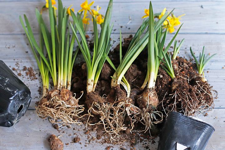 イースターのアレンジ