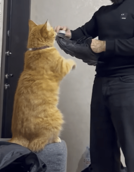 猫の甘え方が最高に可愛い！ 抱っこのおねだり♡