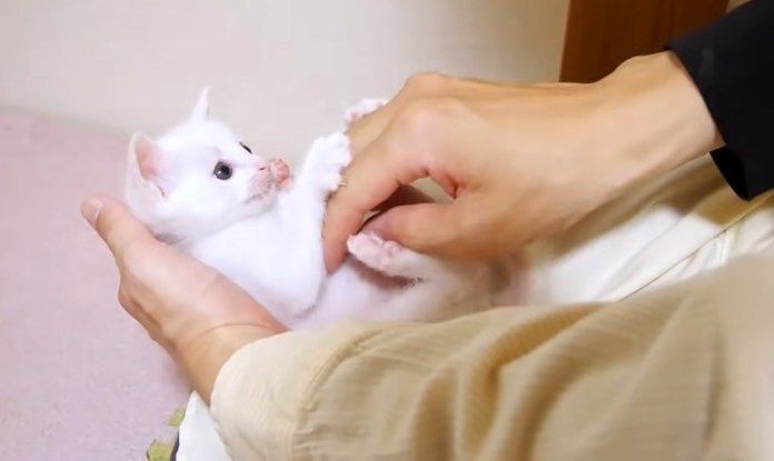 コチョコチョパーする子猫