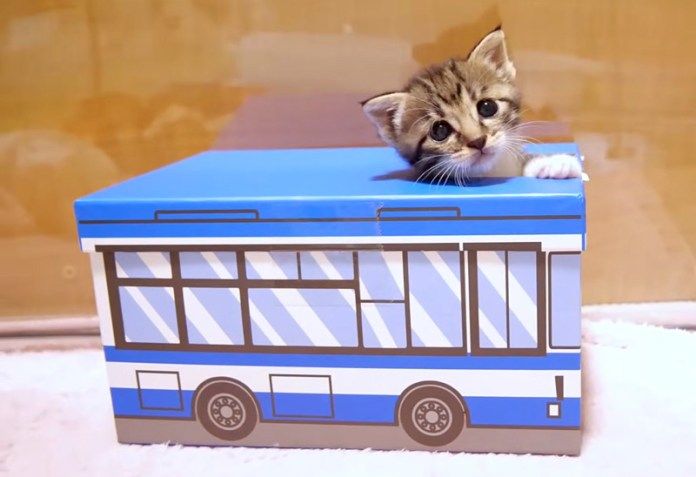 バスで遊ぶ子猫