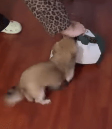 ミニバッグにすっぽり♪ チワワの可愛いおでかけスタイル。