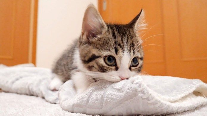 フミフミする子猫