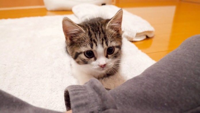 チョコンと座る子猫