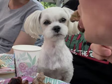 犬「ひと口くれたっていいのに ケチ！ 怒」睨みつける表情が最高♪