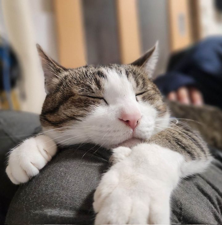 飼い主さんに撫でられて気持ち良さそうな猫