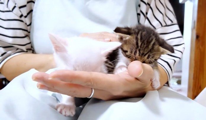 指吸いをする子猫達