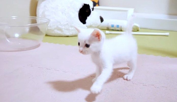 テチテチ歩く子猫