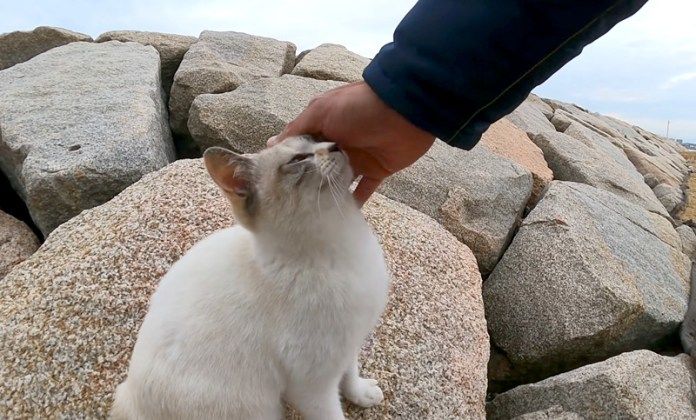 撫でられる猫