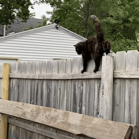 歩きにくい でも後には引けにゃい！ 柵の上で変な歩き方をする猫さん。