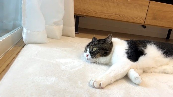 雪が気になる猫