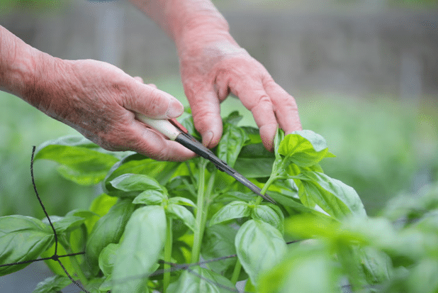 バジル畑摘み取り作業画像