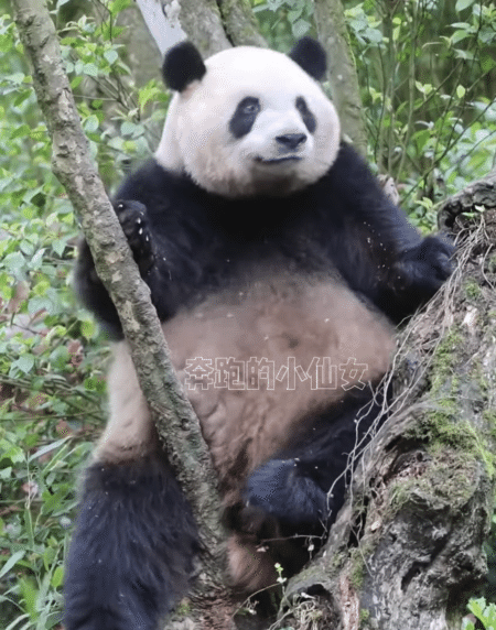 背中がかゆいパンダ、腰をフリフリ踊っているようにしか見えない♪