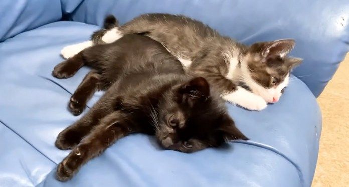 くつろぐ子猫達