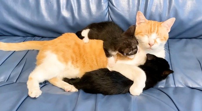 先住猫にくっつく子猫達