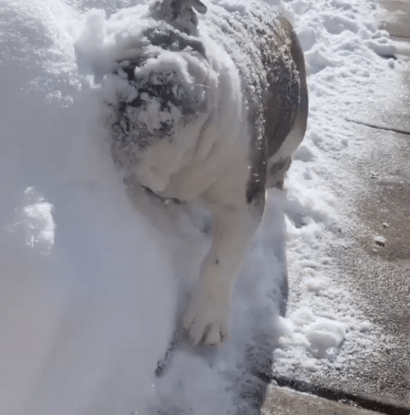 雪の壁に自ら突撃するワンコ。 冷たさが癖になっちゃった？