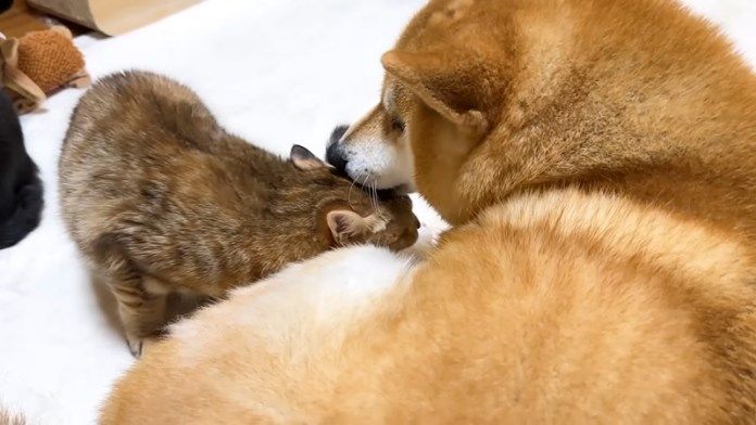 仲良くなった柴犬と子猫