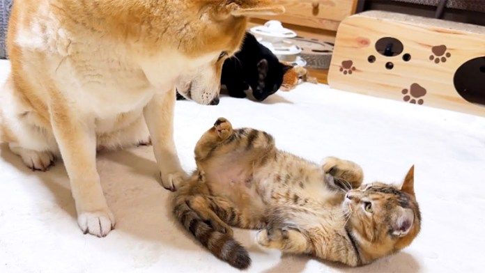 仲良くなった柴犬と子猫