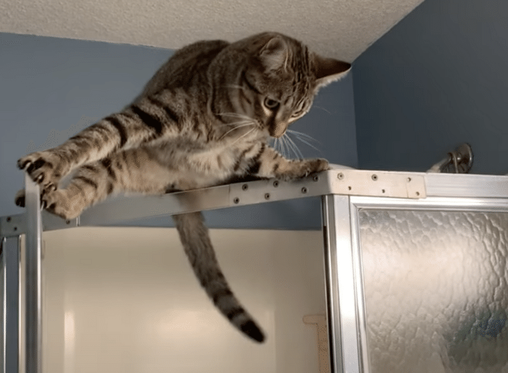 股が裂ける〜！ シャワールームに忍び込んだ子猫にハプニングが！