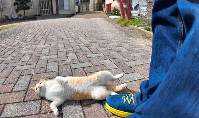 転がる猫