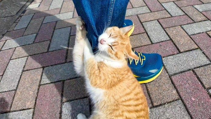 足にしがみつく猫