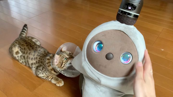 LOVOTの袖を咥えて倒す猫、飼い主さんを取られまいと