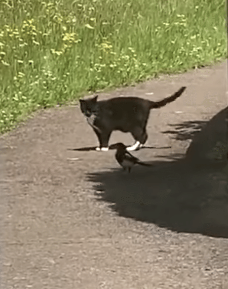 猫の後をずーっと付いていく鳥さん。 尾行ごっこして遊んでる？