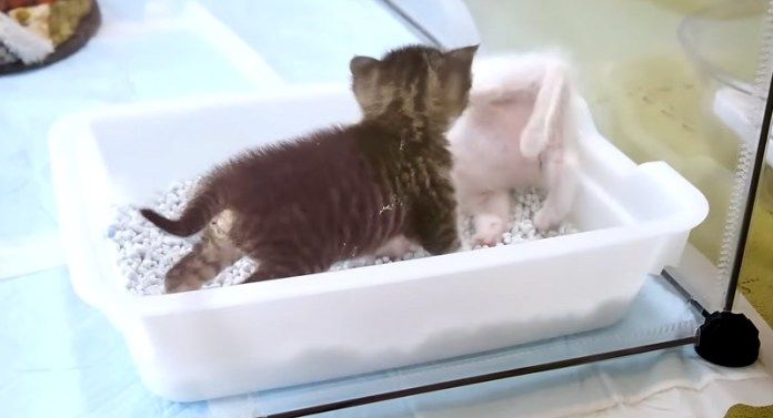 トイレで遊ぶ子猫達