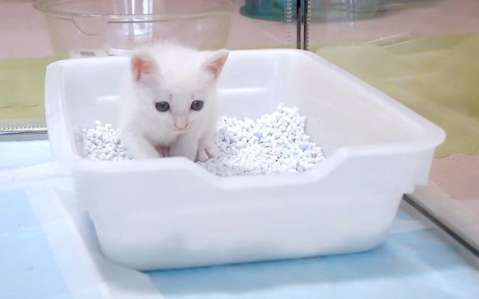 トイレの訓練をする子猫