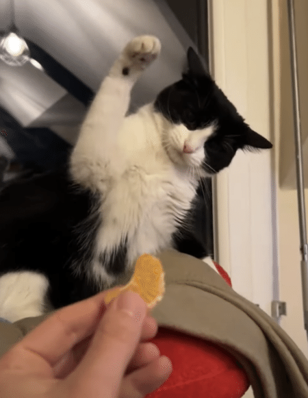 猫は柑橘系の匂いが苦手なの！ みかんに連続ネコパンチ！
