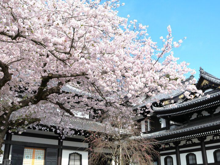 桜満開の鎌倉でお花見しながら楽しむおだんご＆桜餅♪つくりたて焼きたてが嬉しいおすすめのお店5選
