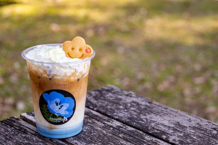 もう少しで見頃を迎える一面ブルーのネモフィラ畑♪「国営ひたち海浜公園」で楽しむ春の花さんぽ