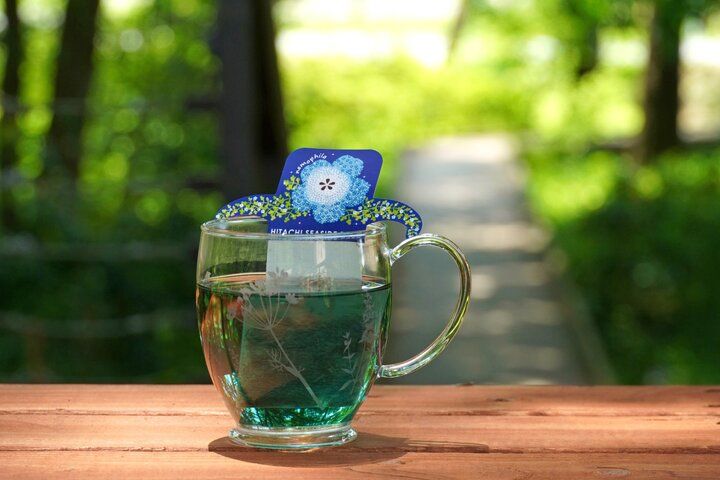 もう少しで見頃を迎える一面ブルーのネモフィラ畑♪「国営ひたち海浜公園」で楽しむ春の花さんぽ