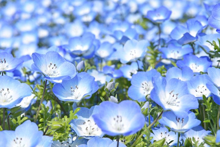 もう少しで見頃を迎える一面ブルーのネモフィラ畑♪「国営ひたち海浜公園」で楽しむ春の花さんぽ